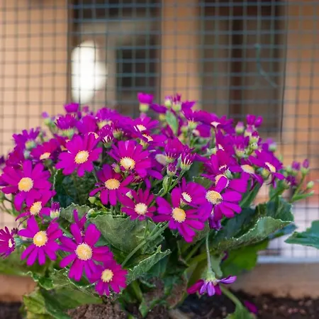 Blue Sky Αλγκέρο